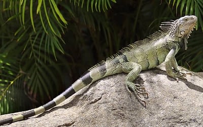 Vallarta Vacation: Iguanas & More Iguanas